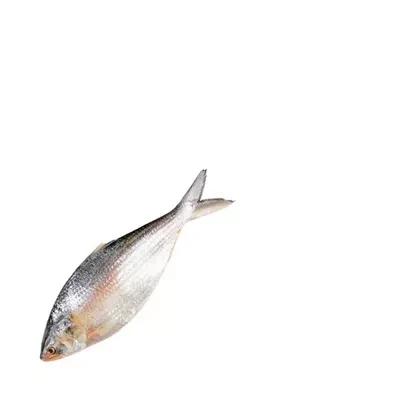 Whole Hilsha Fish (Asto Ilish)